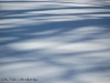 raquette hiver faune pyrenees neige